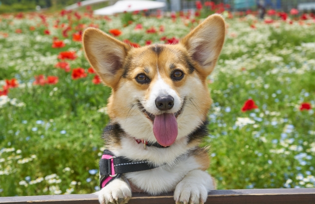 ��񂿂��̃A�s�[��