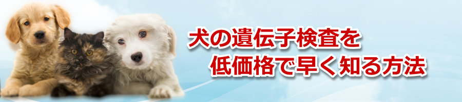 ���̈�`�q�����|���e���[